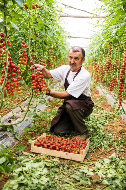 Şapkalı olgun adam kontrol kırmızı kiraz domates hasat sera aile işinde
