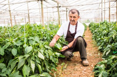 Olgun biber büyük bir serada toplama çiftçi
