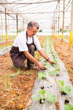Kendine güvenen erkek çiftçi serada salatalık yetiştirme sürecini kontrol ediyor.