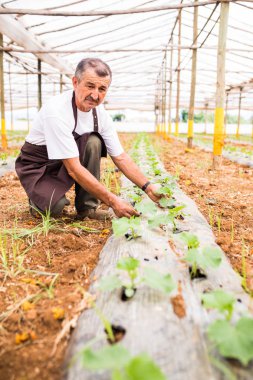 Kendine güvenen erkek çiftçi serada salatalık yetiştirme sürecini kontrol ediyor.