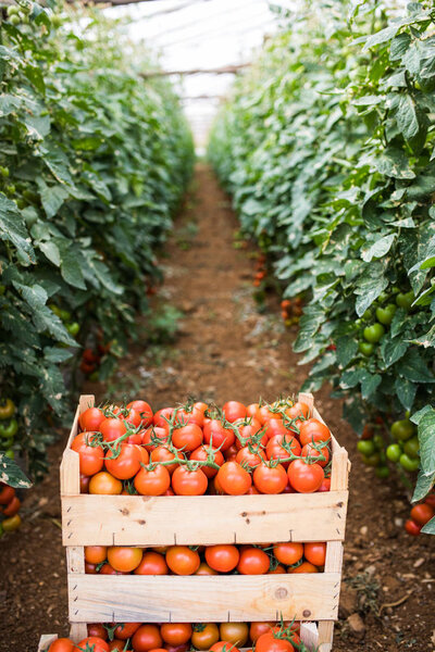 Modern greenhouse with tomato plants. Beautiful background