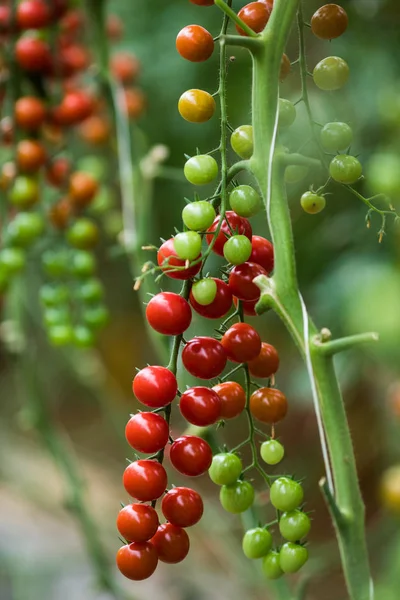 Ripe organic cherry tomatoes in garden house ready to harvest growth. .