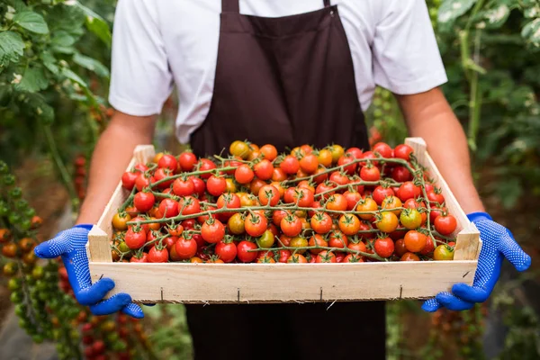 Close Man Cherry Tomatoes Harvest Wooden Boxes Greenhouse — Stock Photo, Image