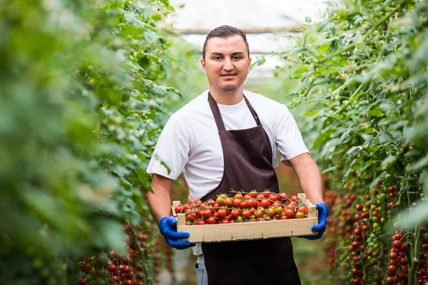 Young man worker harvesting crop of cherry tomatoes at greenhouse