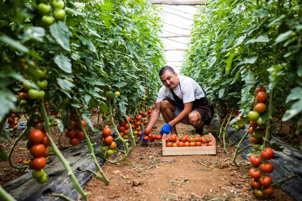 Attractive Happy Male Farmer Working Greenhouse — Stock Photo, Image