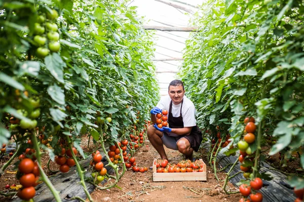 Genç adam Satılık Ahşap kutular içinde taze domates toplama