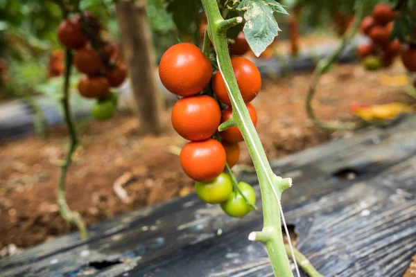 Grandes Frutos Tomate Vermelho Maduro Pendurados Ramo Estufa Verão — Fotografia de Stock