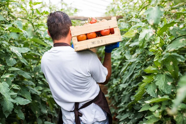 Ung Man Jordbrukare Transporterar Tomater Händerna Trälådor Ett Växthus Litet — Stockfoto