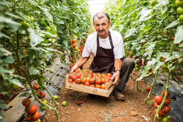 Starší Muž Výdeje Sklizeň Čerstvé Červené Cherry Rajčata Dřevěné Krabičce — Stock fotografie