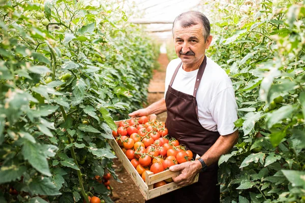Medelålders Man Bär Röda Tomater Trälådor Plockade Från Greeenhouse — Stockfoto