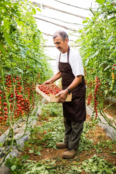 Happy Zralé Farmář Nést Cherry Rajčata Skleníku — Stock fotografie