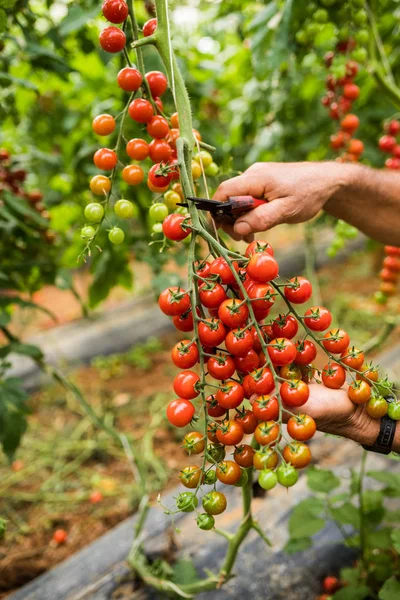 Farmář Člověk Shromažďuje Cherry Rajčata Nůžkami Sklizeň Rodinném Podniku Skleníkových — Stock fotografie