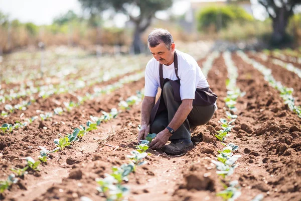 Agronom Plantering Jordbruksområdet Växthus — Stockfoto