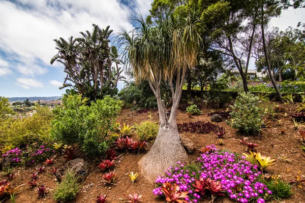 丰沙尔 马德拉 2018年7月 马德拉岛丰沙尔著名植物园 — 图库照片