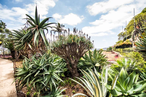 丰沙尔 马德拉 2018年7月 马德拉岛丰沙尔著名植物园 — 图库照片