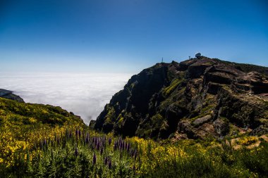 Madeira Adası, Portekiz Pico Arieiro eteklerinde yanmış ağaçlar arasında renkli çiçeklerin.
