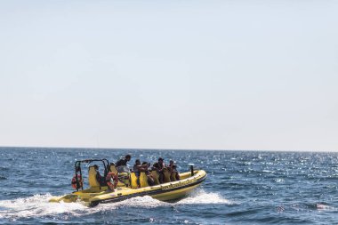 Albufeira, Portekiz - Haziran, 2018: yunus izlerken deneyimi tekne Albufeira Sahil tarafından yüzme bayağı şişe burunlu yunus.