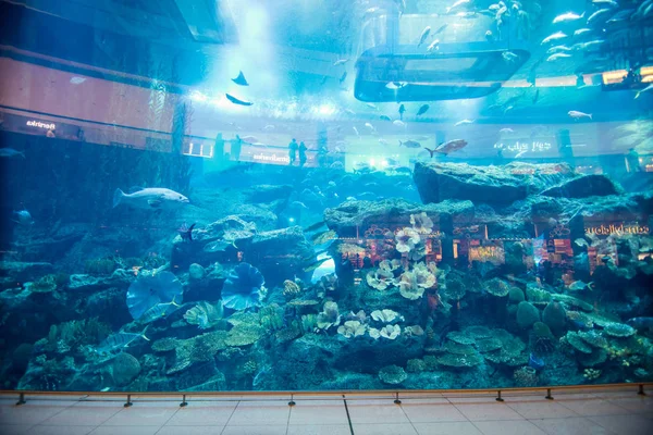 Uae 2018年10月 水族馆在迪拜购物中心 世界上最大的购物中心 迪拜市中心 阿拉伯联合酋长国迪拜 欣赏美丽景色的人们 — 图库照片