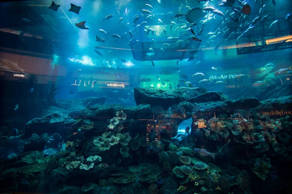 Dubai Uae October 2018 Aquarium Dubai Mall World Largest Shopping — Stock Photo, Image