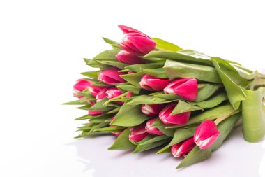 Yakın çekim Pembe Lale beyaz izole. Zarif, yumuşak, narin bahar çiçekleri beyaz, yumuşak ışık ile. Bahar doğa kavramı afiş