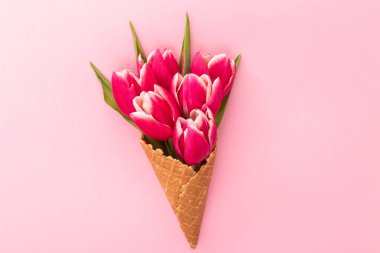 Pembe Lale pembe arka plan izole gofret Kupası'nda. Sevgililer günü, kadın gün ya da anneler günü için tebrik kartı. Bahar kavramı.