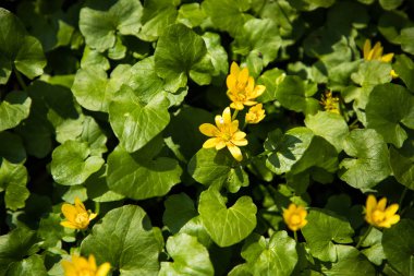 Çiçek ormanı parlak sarı bahar renkli çiçekler