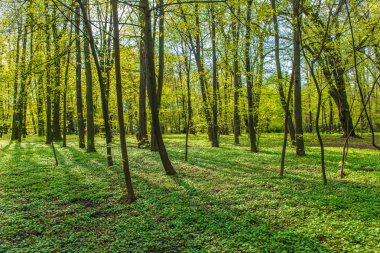 Orman ağaçları. ilkbaharda doğa yeşil ahşap. Bahar zamanı