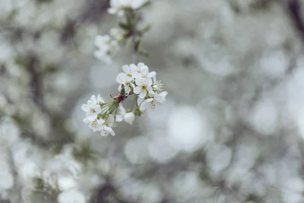 Blooming plum tree, plum-tree branch covered with white flowers — Stock Photo, Image