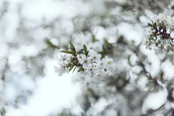 Cherry blossom in spring for background or copy space for text — Stock Photo, Image