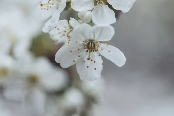 Blooming plum tree, plum-tree branch covered with white flowers