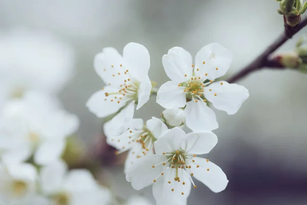 Blooming plum tree, plum-tree branch covered with white flowers