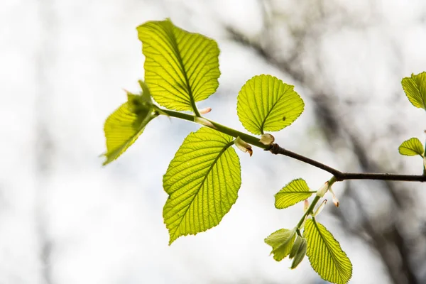 Feuilles vert printemps branches au feuillage luxuriant — Photo