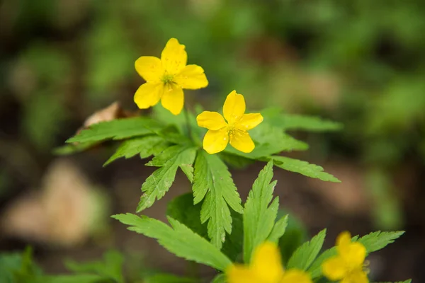 Skog av blomning ljust gula vårfärgade blommor — Stockfoto