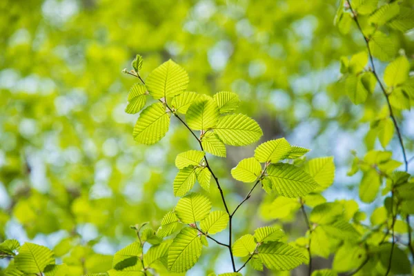 Feuilles vertes fraîches branche feuilles arbres à l'extérieur dans le parc de printemps — Photo