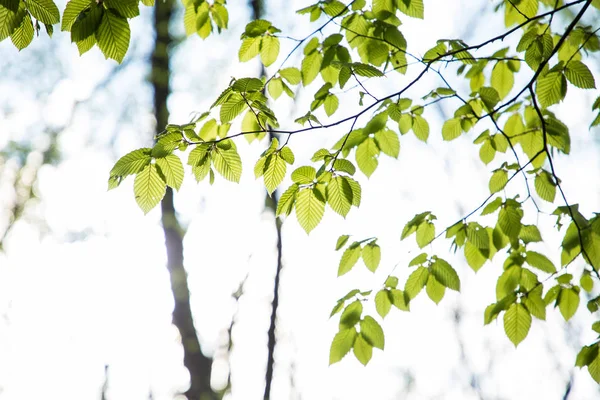 Hojas verdes frescas ramas hojas árboles al aire libre en el parque de primavera — Foto de Stock