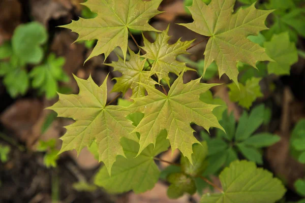 Feuille de printemps. Composition de la nature. Feuilles vert printemps branches — Photo