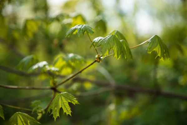 Printemps fraîches nouvelles feuilles vertes rayonnant de lumière du soleil — Photo