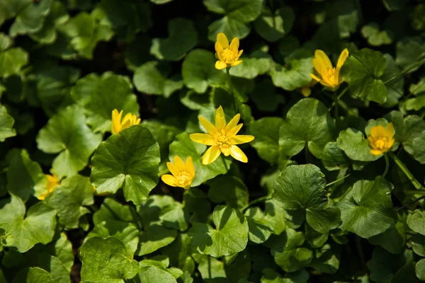 Blütenwald leuchtend gelbe Frühlingsblumen — Stockfoto