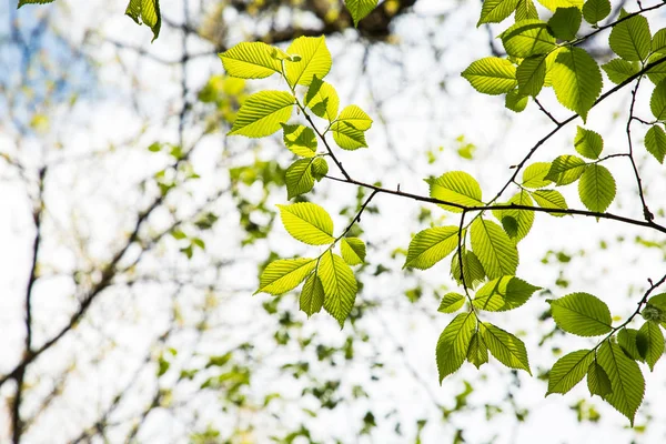 Printemps fraîches nouvelles feuilles vertes rayonnant de lumière du soleil — Photo