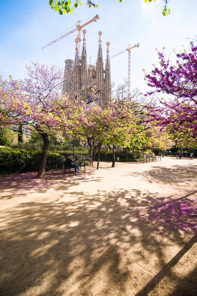 Barcelona, Hiszpania-Kwiecień, 2019: imponujący widok na La Sagrada Familia, największe arcydzieło Gaudiego i Park miejski kwitnące drzewa — Zdjęcie stockowe