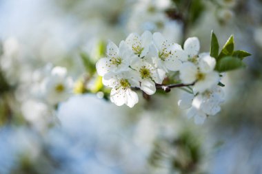 Gökyüzü arka planda beyaz çiçeklerile çiçek açan ağaçlar