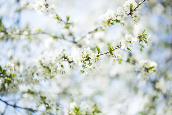 The blooming trees with white flowers on sky background — Stock Photo, Image