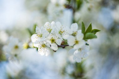 Gökyüzü arka planda beyaz çiçeklerile çiçek açan ağaçlar