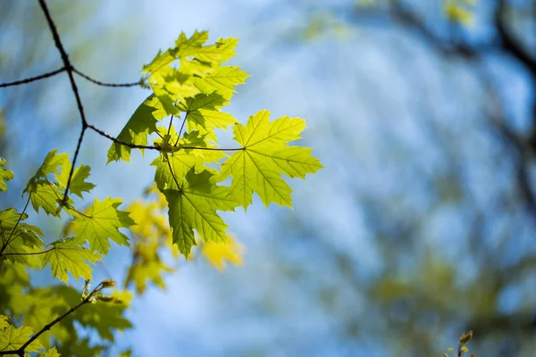 Ensemble de feuilles et de branches d'arbres verts avec des gouttes de pluie sur le fond du ciel — Photo