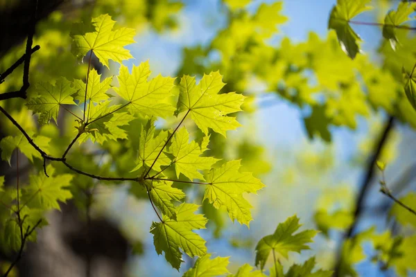 Ensemble de feuilles et de branches d'arbres verts avec des gouttes de pluie sur le fond du ciel — Photo