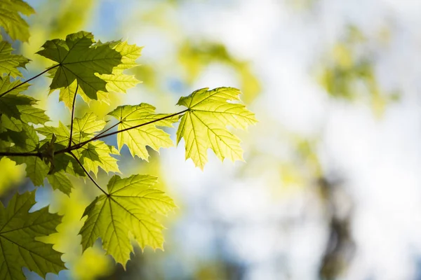 Ensemble de feuilles et de branches d'arbres verts avec des gouttes de pluie sur le fond du ciel — Photo