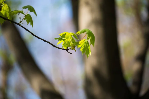 Ensemble de feuilles et de branches d'arbres verts avec des gouttes de pluie sur le fond du ciel — Photo