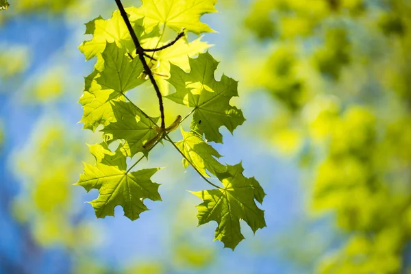 Ensemble de feuilles et de branches d'arbres verts avec des gouttes de pluie sur le fond du ciel — Photo