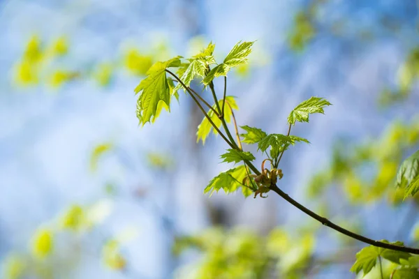 Ensemble de feuilles et de branches d'arbres verts avec des gouttes de pluie sur le fond du ciel — Photo