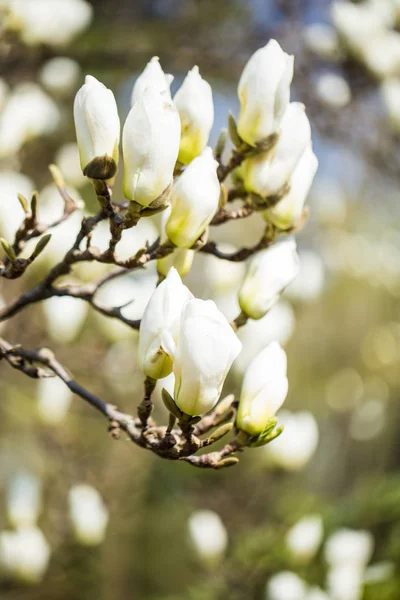 Magnolia flower trees in the nature background. — Stock Photo, Image
